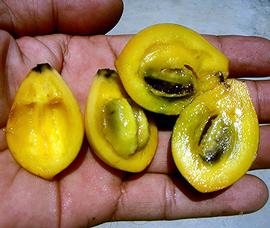   Fruits:     Artabotrys hexapetalus , longitudinally sectioned; Photo by Ahmad Fuad Morad, eol.org
